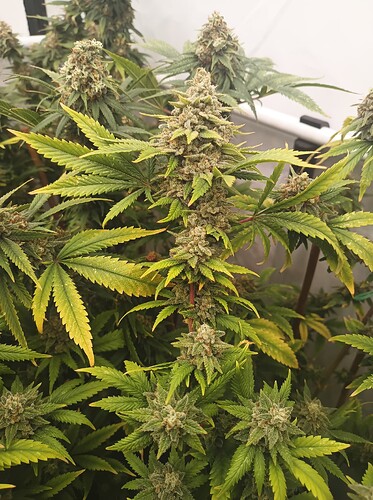 Growreport Bild 38