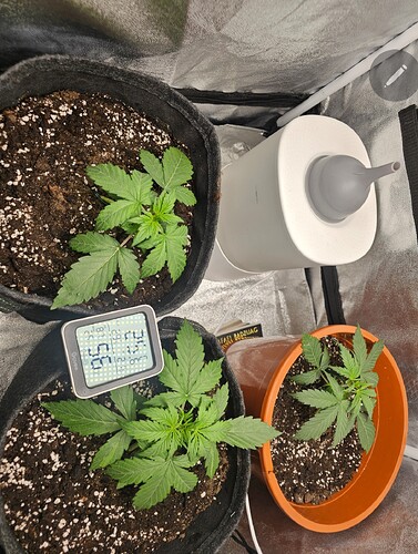 Growreport Bild 3