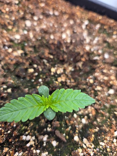 Growreport Bild 26