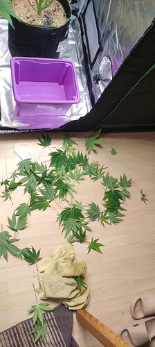 Growreport Bild 26