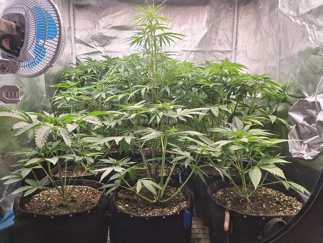 Mehrere junge Cannabispflanzen in Stofftöpfen, die in einer Growbox wachsen. Ein Ventilator ist an der linken Wand montiert.