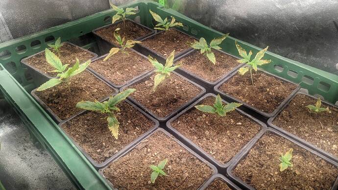 Growreport Bild 3
