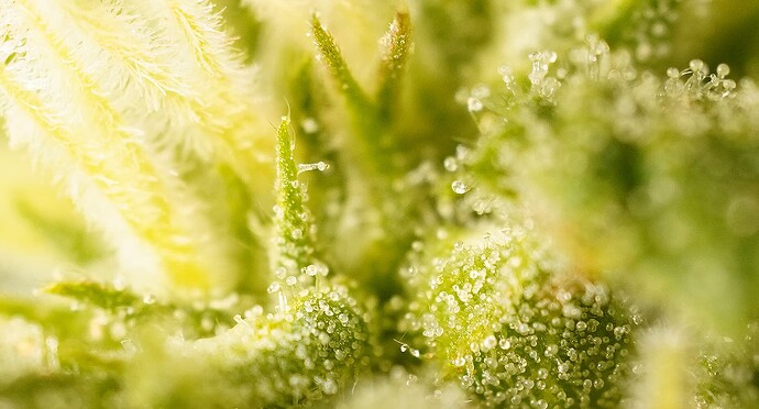 Growreport Bild 1