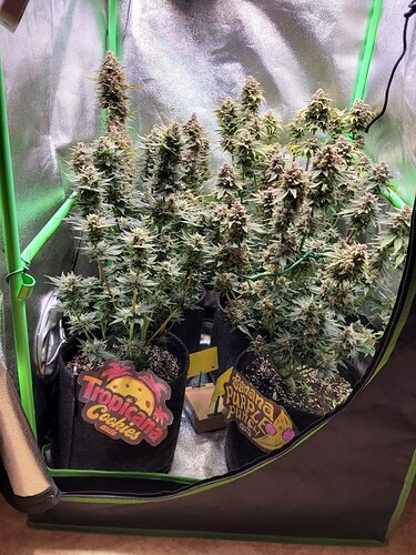 Growreport Bild 1
