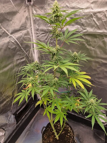 Eine einzelne Cannabispflanze in der Blütephase, die in einem schwarzen Topf in einem Growzelt steht. Die Pflanze hat mehrere Blütenstände und breite grüne Blätter, einige untere Blätter zeigen Anzeichen von Vergilbung.