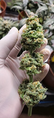 Growreport Bild 3