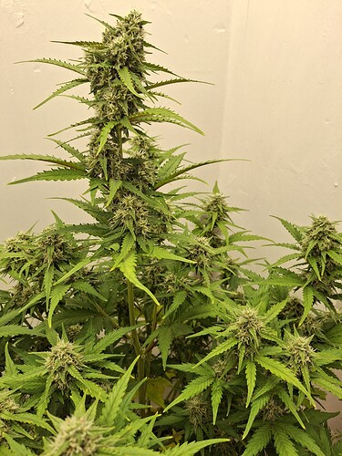 Growreport Bild 160
