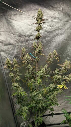 Growreport Bild 1