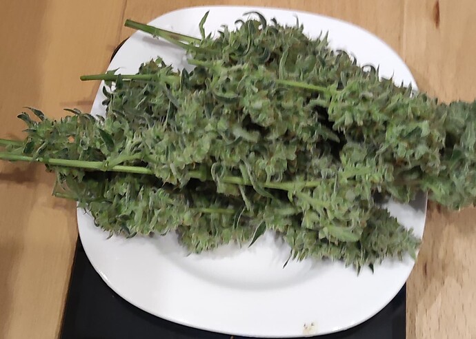 Growreport Bild 7