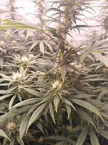 Growreport Bild 16