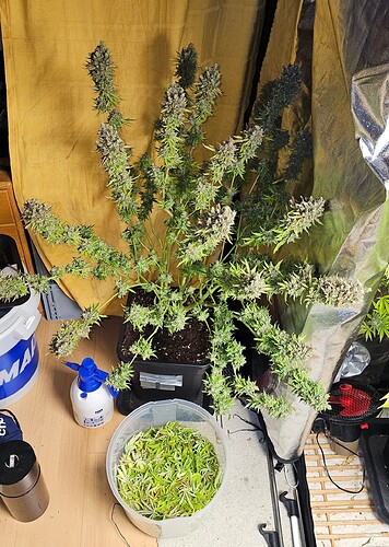 Growreport Bild 34