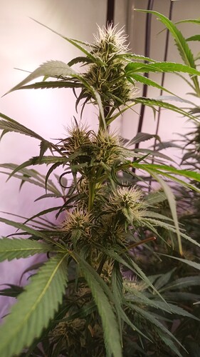Growreport Bild 6