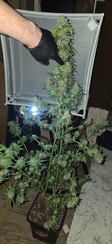 Growreport Bild 80