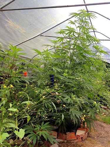 Growreport Bild 5