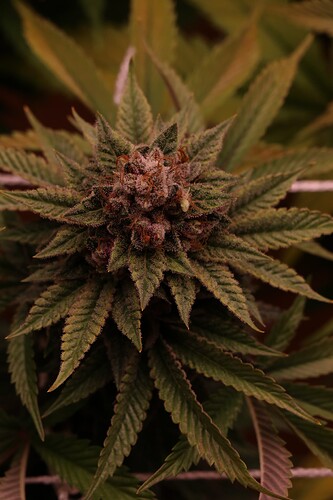 Growreport Bild 26