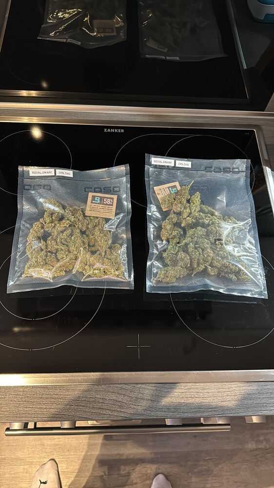 Neuer und erster Grow - Royal-Dwarf RQS 40x40