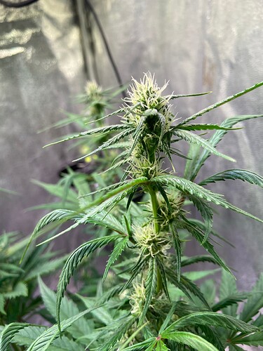 Growreport Bild 4