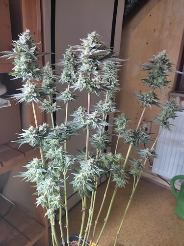 Growreport Bild 38