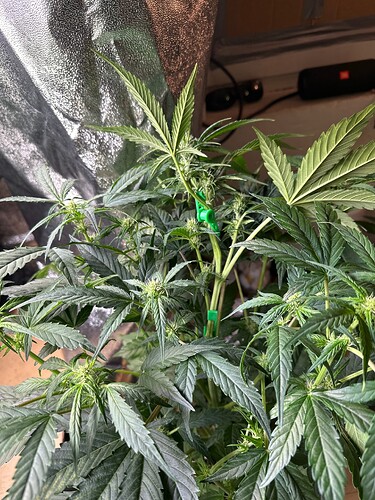 Growreport Bild 4