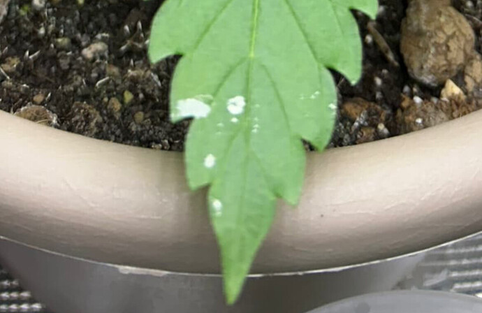 Growreport Bild 40