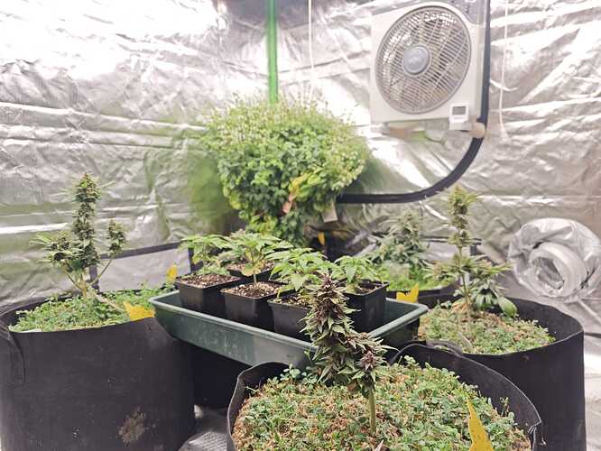 Growreport Bild 27