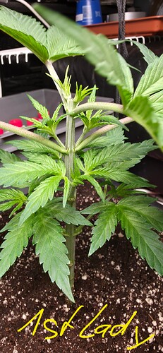 Growreport Bild 13