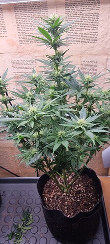 Growreport Bild 1