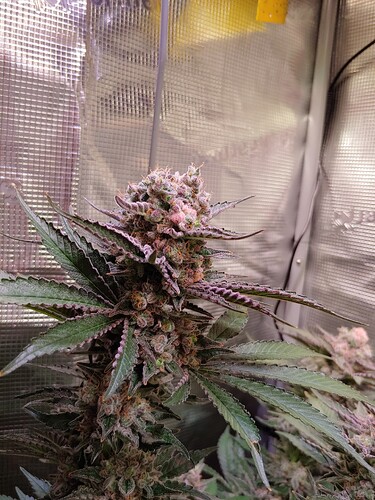 Growreport Bild 4