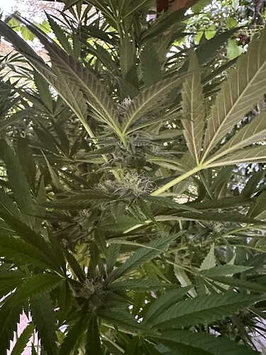 Growreport Bild 73