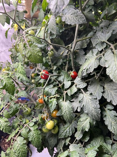 Growreport Bild 13