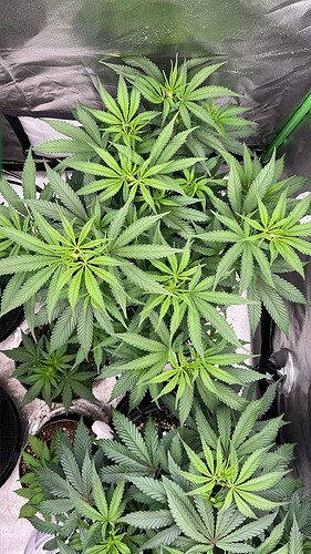 7 v. oben