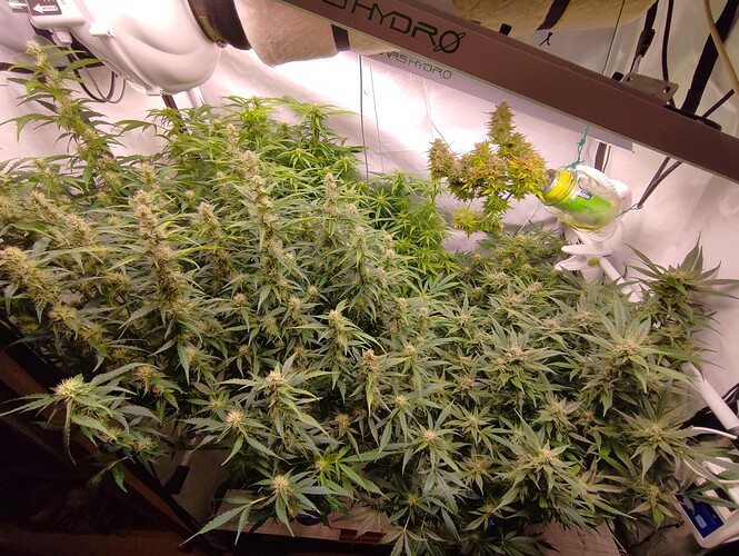 Growreport Bild 31