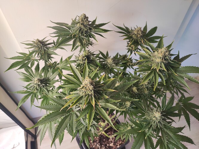 Growreport Bild 17