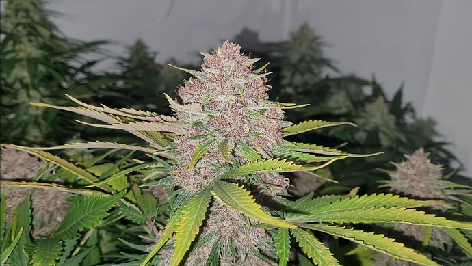 Screenshot_20240504_102735_Video Player