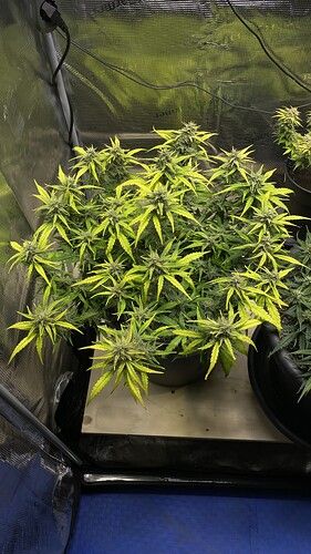 Growreport Bild 43