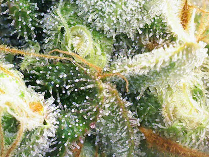 Growreport Bild 21
