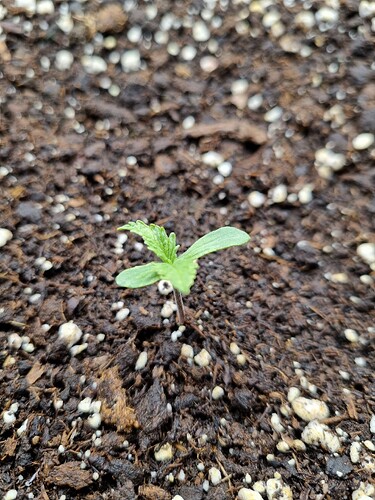 Ein junger Cannabis-Keimling mit zwei kleinen Keimblättern und den ersten Anzeichen von echten Blättern, der aus feuchter Erde wächst.