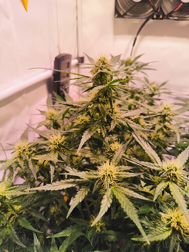 Growreport Bild 13