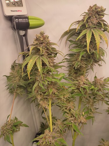 Growreport Bild 20