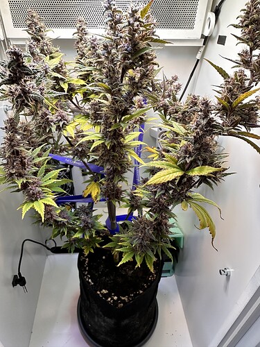 Growreport Bild 1
