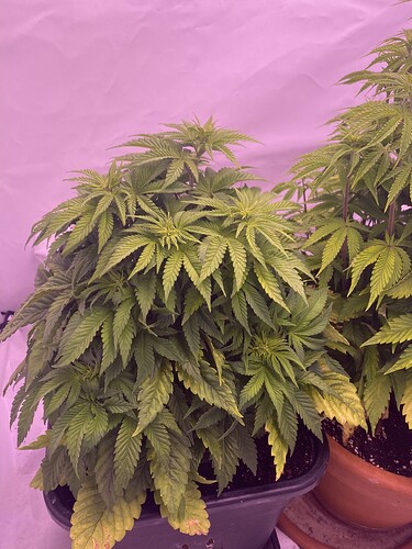 Growreport Bild 1