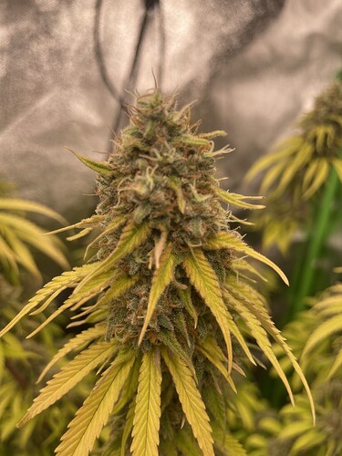 Growreport Bild 3
