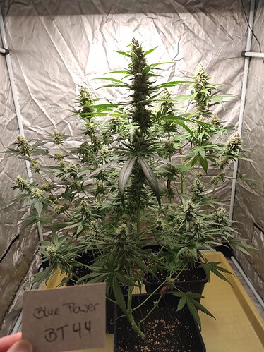 Growreport Bild 15