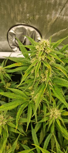 Growreport Bild 6