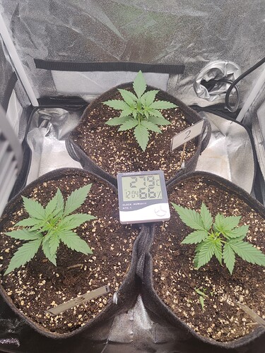 Growreport Bild 4