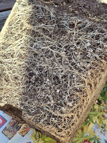 Growreport Bild 14