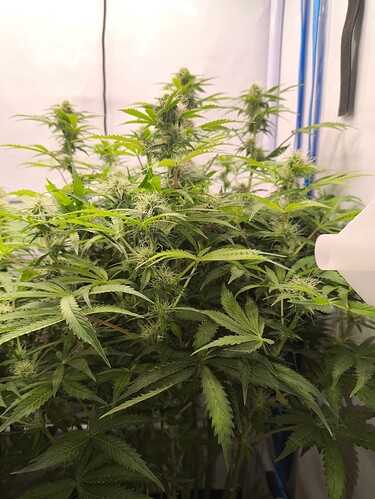 Growreport Bild 2