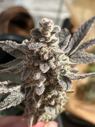 Growreport Bild 24