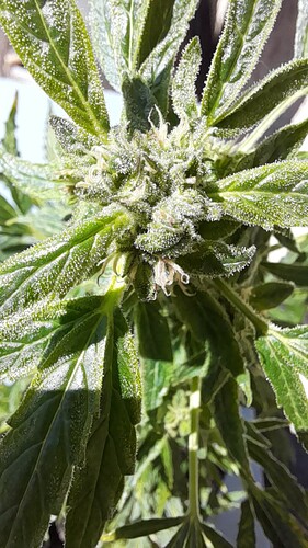 Growreport Bild 19