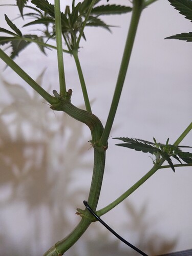 IMG_20240310_120105_752